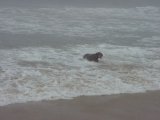 Dog Beach #1