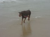 Dog Beach #2