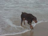 Dog Beach #3