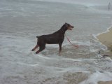 Dog Beach #4