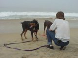 Dog Beach #9