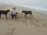 Dog Beach #14